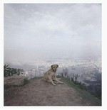 Dog days Bogotá / Alec Soth