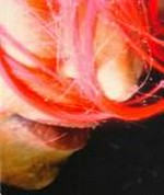 Himalaya: Pipilotti Rist 50 kg (nicht durchtrainiert) : dieses Buch ist nebst neuem und verändertem Zeugs ein Remix aus meinem ersten und dem zweiten Buch : [Kunsthalle Zürich, (24. Januar bis 21. März 1999), Musée d'Art Moderne de la Ville de Paris, 15. April bis 13. Juni 1999)] / [Katalog Red.: Cornelia Providoli]
