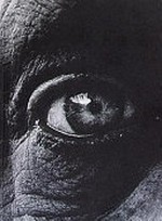 The desiring eye : photographs from Moderna Museet's collection : [Moderna Museet Skeppsholmen, August 29 - November 15, 1998] = Ögats åtrå / Moderna Museet ; [utställningskommissarie: Leif Wigh]